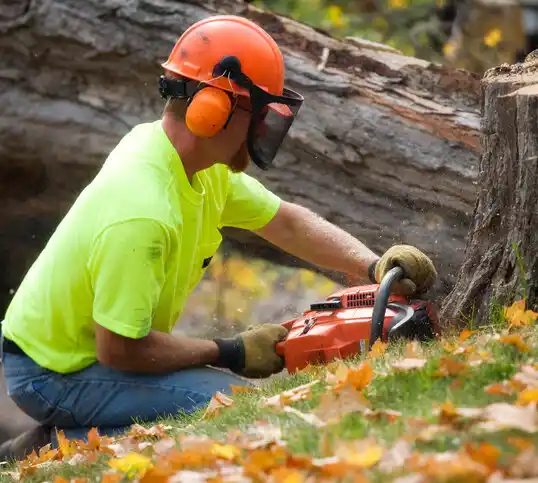 tree services Hart